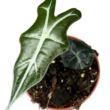 Alocasia sanderiana 'Nobilis'