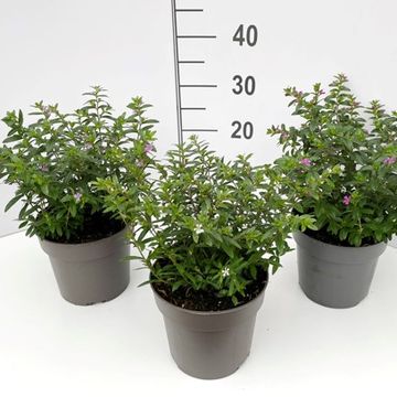 Cuphea hyssopifolia FLORIGLORY MIX