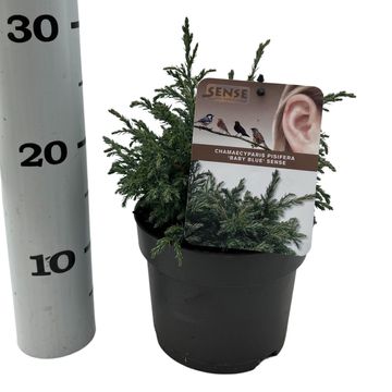 Chamaecyparis pisifera 'Baby Blue'