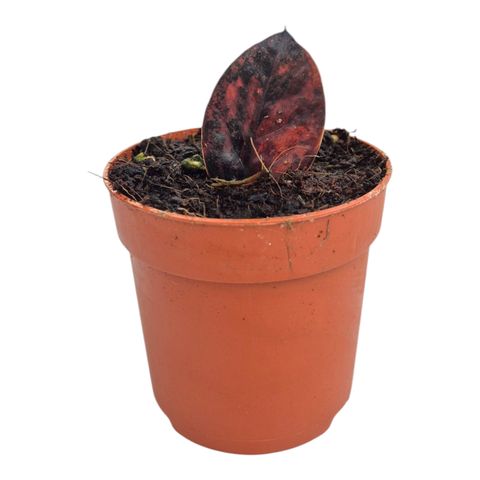 Zamioculcas 'Black Pink Orange'