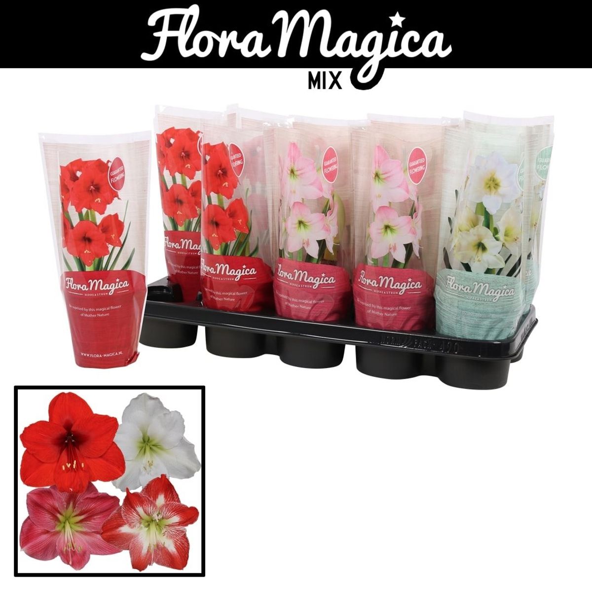 Hippeastrum MIX — Plant Wholesale FlorAccess