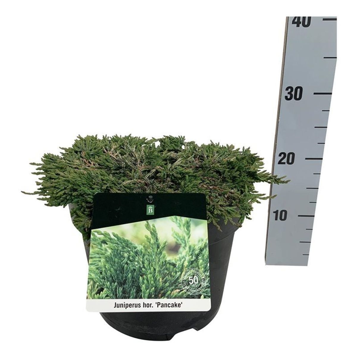 Juniperus horizontalis 'Pancake' — Plant Wholesale FlorAccess