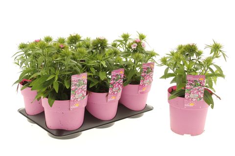 Dianthus barbatus 'Dart Pink Magician'