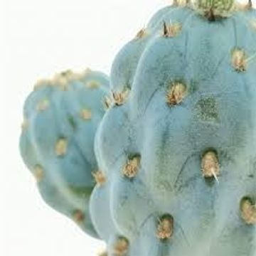 Opuntia miquelii
