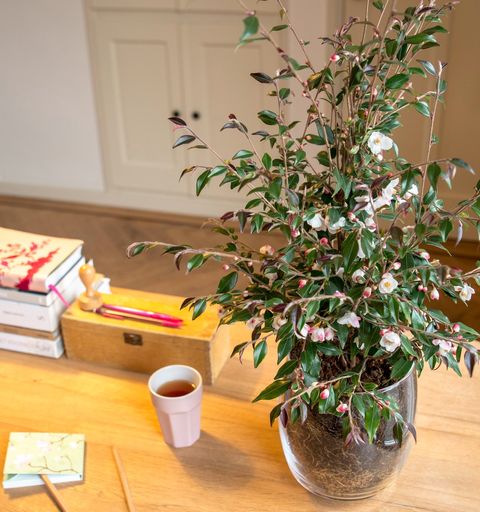 Camellia rosthorniana CUPIDO