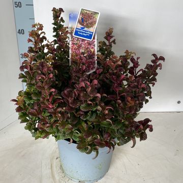 Leucothoe axillaris 'Curly Red'