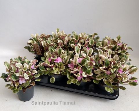 Saintpaulia 'Tiamat'
