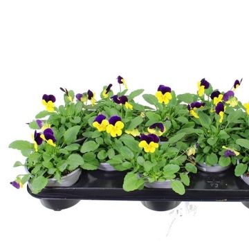 Viola DELTINI YELLOW AND PURPLE