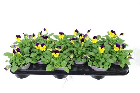 Viola DELTINI YELLOW AND PURPLE