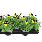 Viola DELTINI YELLOW AND PURPLE