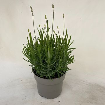 Lavandula angustifolia 'Vienco Early White'