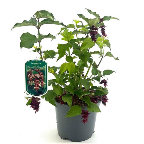 Leycesteria formosa 'Purple Rain'