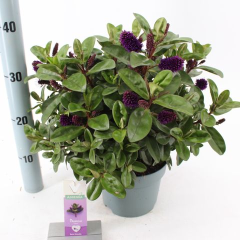 Hebe HEBEDONNA ALEXA