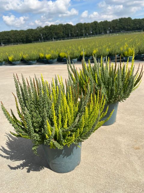 Calluna vulgaris SKYLINE MIX IN POT