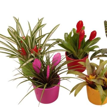 Bromelia MIX