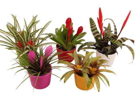 Bromelia MIX
