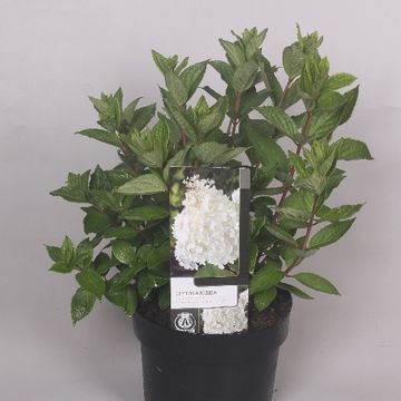 Hydrangea paniculata 'Grandiflora'
