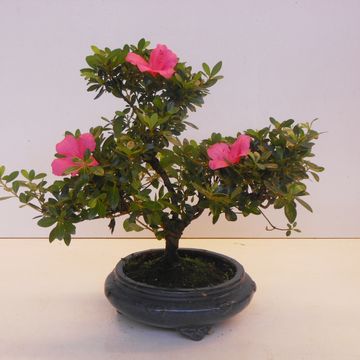 Rhododendron indicum