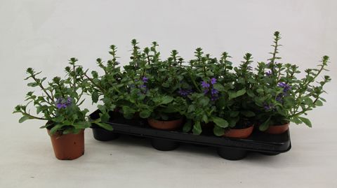 Scaevola aemula 'Blue Haze'