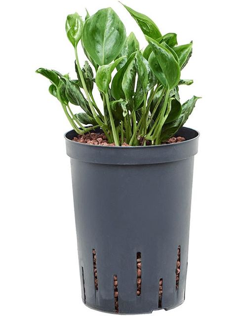 Epipremnum aureum 'Shangri La'