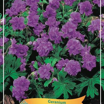 Geranium himalayense 'Plenum'