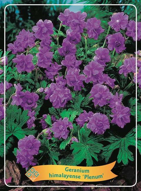 Geranium himalayense 'Plenum'