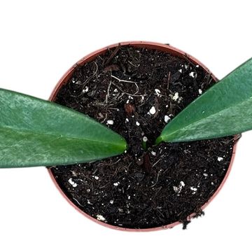 Hoya pubicalyx 'Black Dragon'