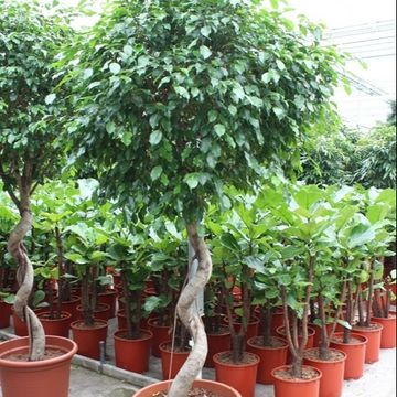 Ficus benjamina 'Exotica'