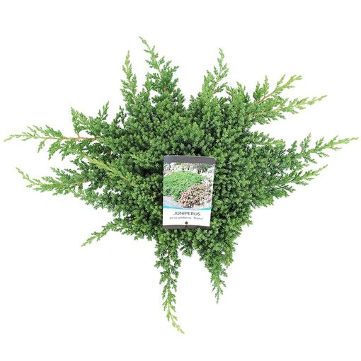 Juniperus procumbens 'Nana'