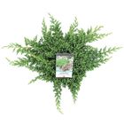 Juniperus procumbens 'Nana'