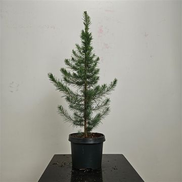 Pinus halepensis