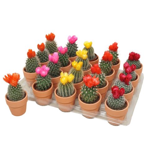 Arrangement Cactus