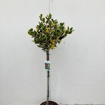 Ilex x altaclerensis 'Golden King'