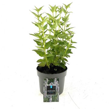 Agastache 'Blue Fortune'