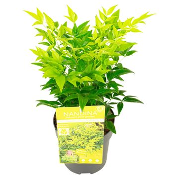 Nandina domestica MAGICAL LEMON & LIME
