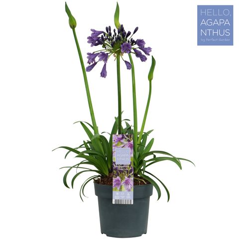 Agapanthus EVERPANTHUS POPPIN' PURPLE