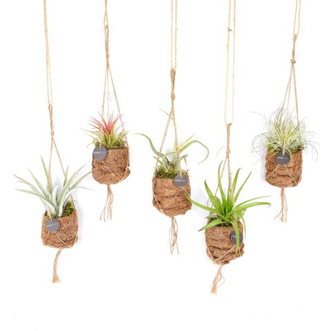 Tillandsia MIX