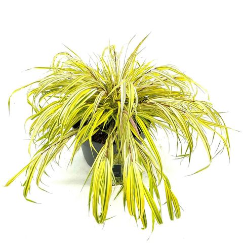 Hakonechloa macra 'Aureola'