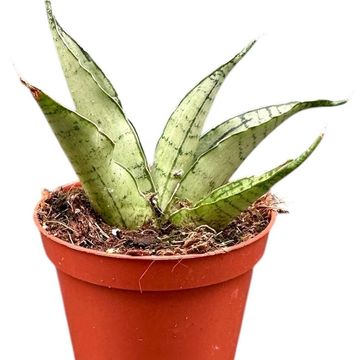 Sansevieria 'Himalayan'