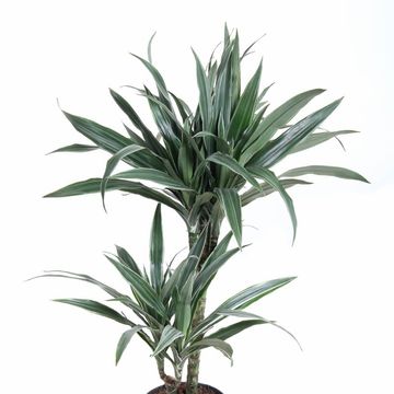 Dracaena fragrans 'Warneckei'