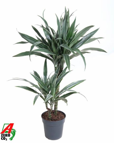 Dracaena fragrans 'Warneckei'