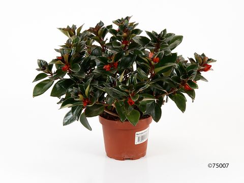 Nematanthus 'Tropicana'