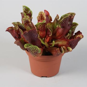 Sarracenia purpurea
