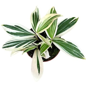 Costus arabicus 'Variegatus'