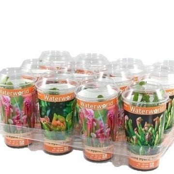 Carnivorous plants MIX