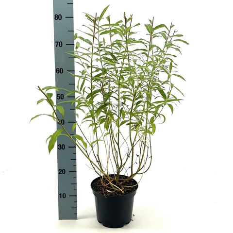 Salix udensis 'Sekka'