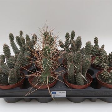 Tephrocactus MIX