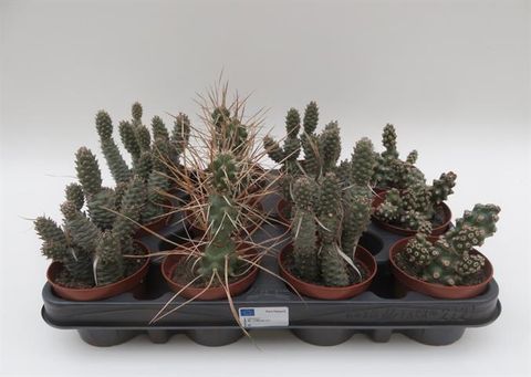 Tephrocactus MIX