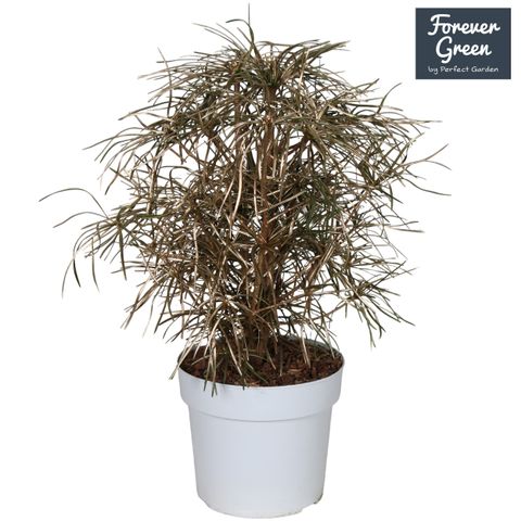 Sciadopitys verticillata