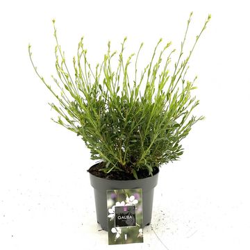 Gaura lindheimeri 'Snowbird'